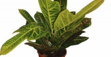 como replantar croton