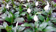 spathiphyllum com floração abundante