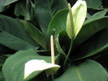 spathiphyllum cannofolia