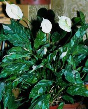 spathiphyllum heliconifolia