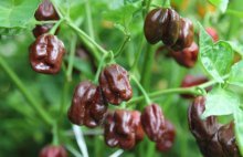 Como cultivar pimenta a partir de sementes 