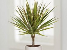 dracaena