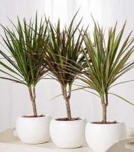 dracaena