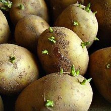 processando batatas antes de plantar