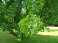 ginkgo biloba