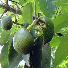 Abacate cultivado a partir de sementes dá frutos