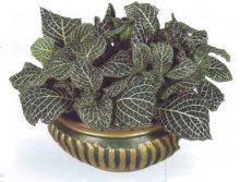 Fittonia