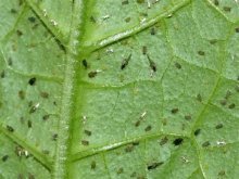 tripes em plantas de casa