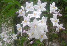 flores de solanum