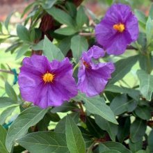 flores de solanum