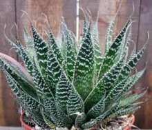 aloe variegado