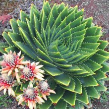 espiral de aloe vera