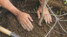 plantando uma pêra