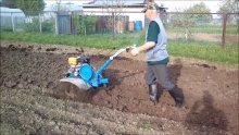 plantando batatas