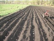 plantando batatas