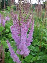 crescendo astilbe superba