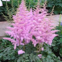 Astilbe quanto tempo dura a floração?