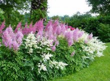 astilbe no jardim paisagístico