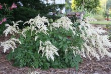 Astilbe Superba