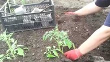 plantando tomates em terreno aberto