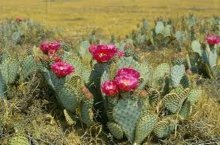 flor de cacto