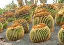 cactos originais