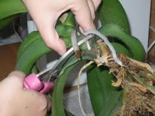 propagação de phalaenopsis por raízes