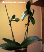 propagação de phalaenopsis