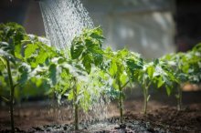 alimentação foliar com fertilizantes minerais dissolvidos