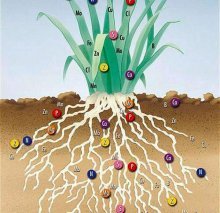 fertilizantes minerais enriquecem o solo com várias substâncias