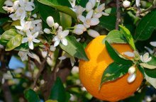 como uma laranjeira floresce