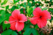 hibisco do pântano