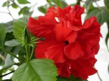 sinais e superstições de hibisco