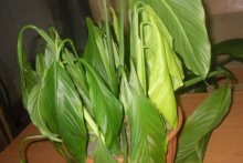 Folhas de spathiphyllum murcham