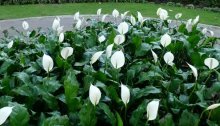 spathiphyllum em um canteiro de flores