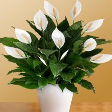 flor de spathiphyllum