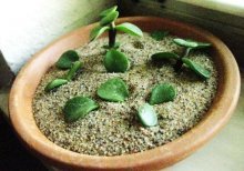 plantio de folhas não enraizadas e mudas de Crassula