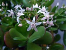 Floração de crassula