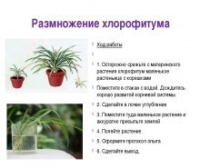 propagação de chlorophytum por camadas