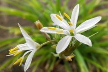 flores de clorofito