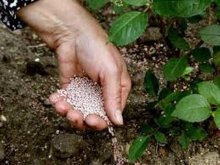 Fertilizando framboesas na primavera