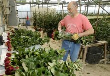 rosas cortadas para venda