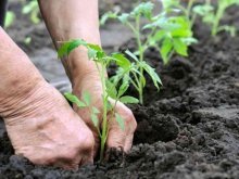 plantando mudas de tomate