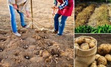 plantando batatas antes do inverno