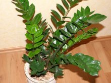 crescer zamioculcas