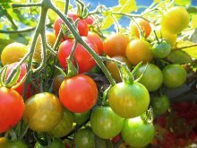 Amadurecimento de tomates em casa