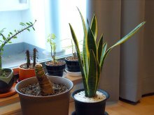 replantando plantas de interior