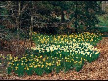 narcisos no jardim