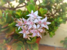 como a crassula floresce