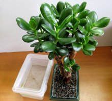 Cuidados com Crassula